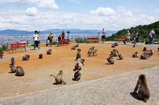 Monkey Park Iwatayama